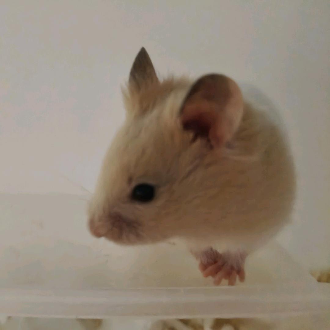 ✨旺旺小福星✨