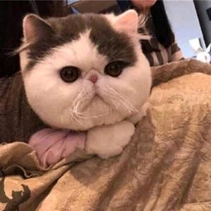 🐱🐱
