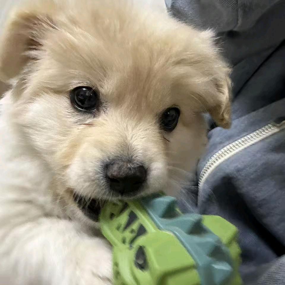 一只叫饭团的汪🐶
