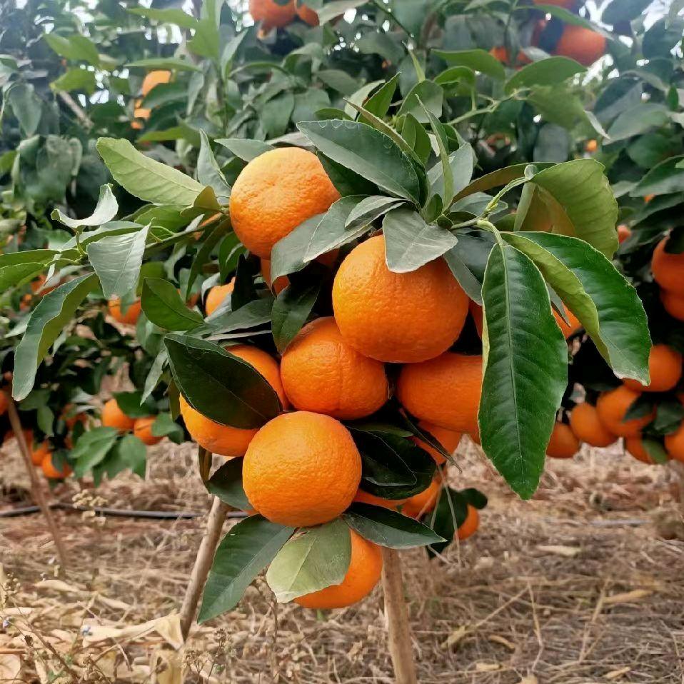 和谐四季鲜果果业