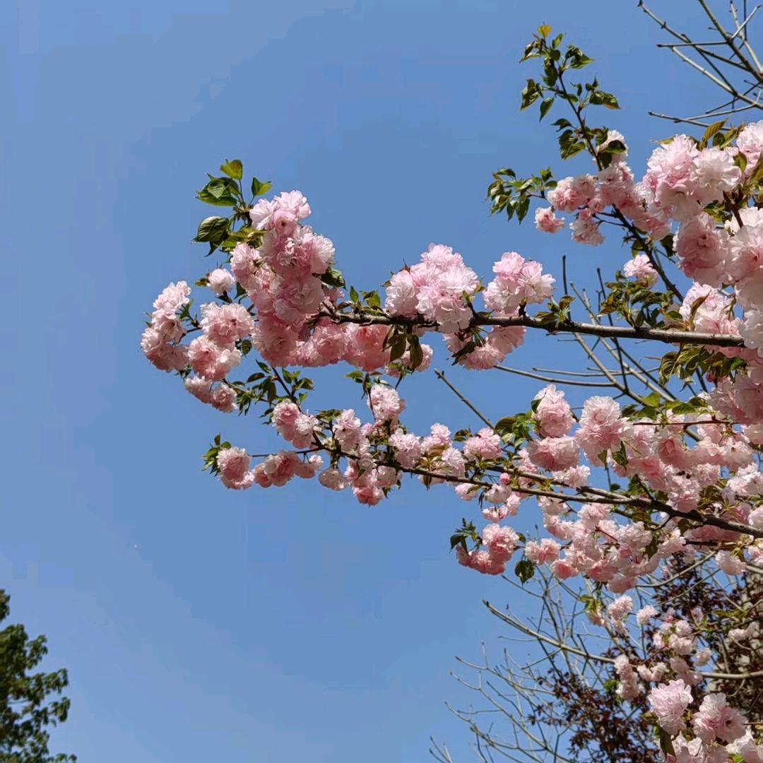 微笑，(拒绝连续点赞)