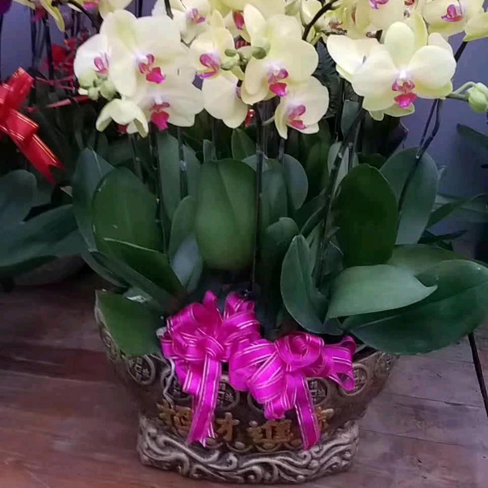 爱舞