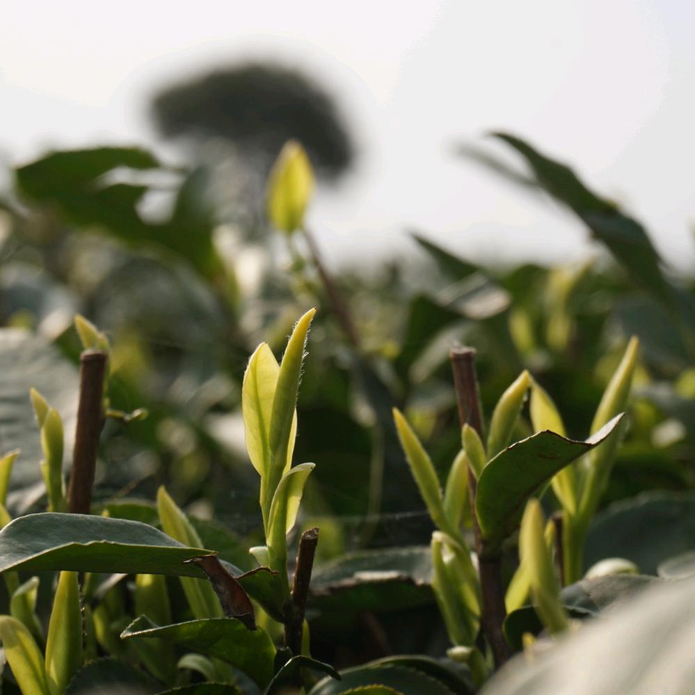 三块石茶业甄选铺