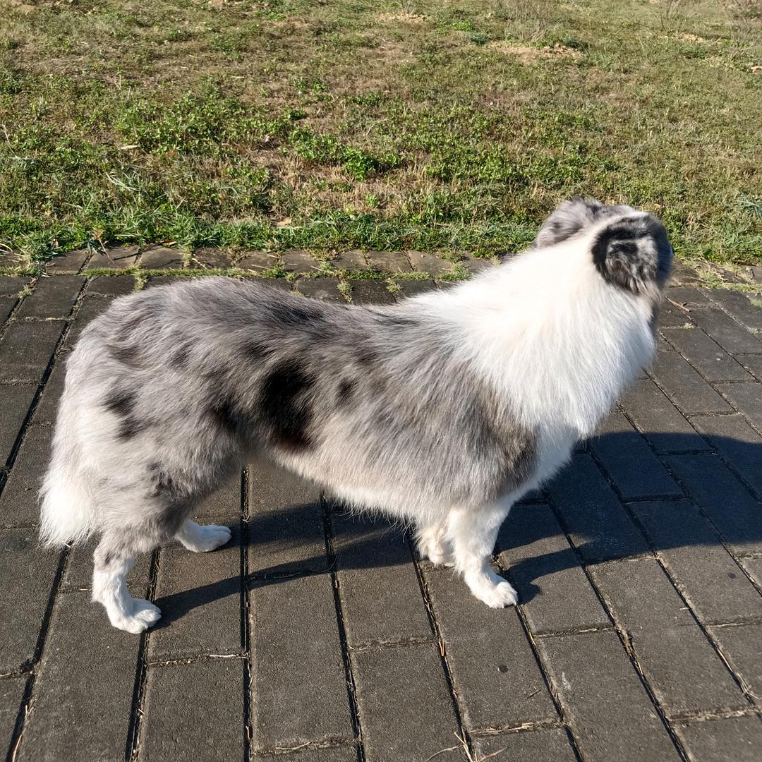 岑夫子