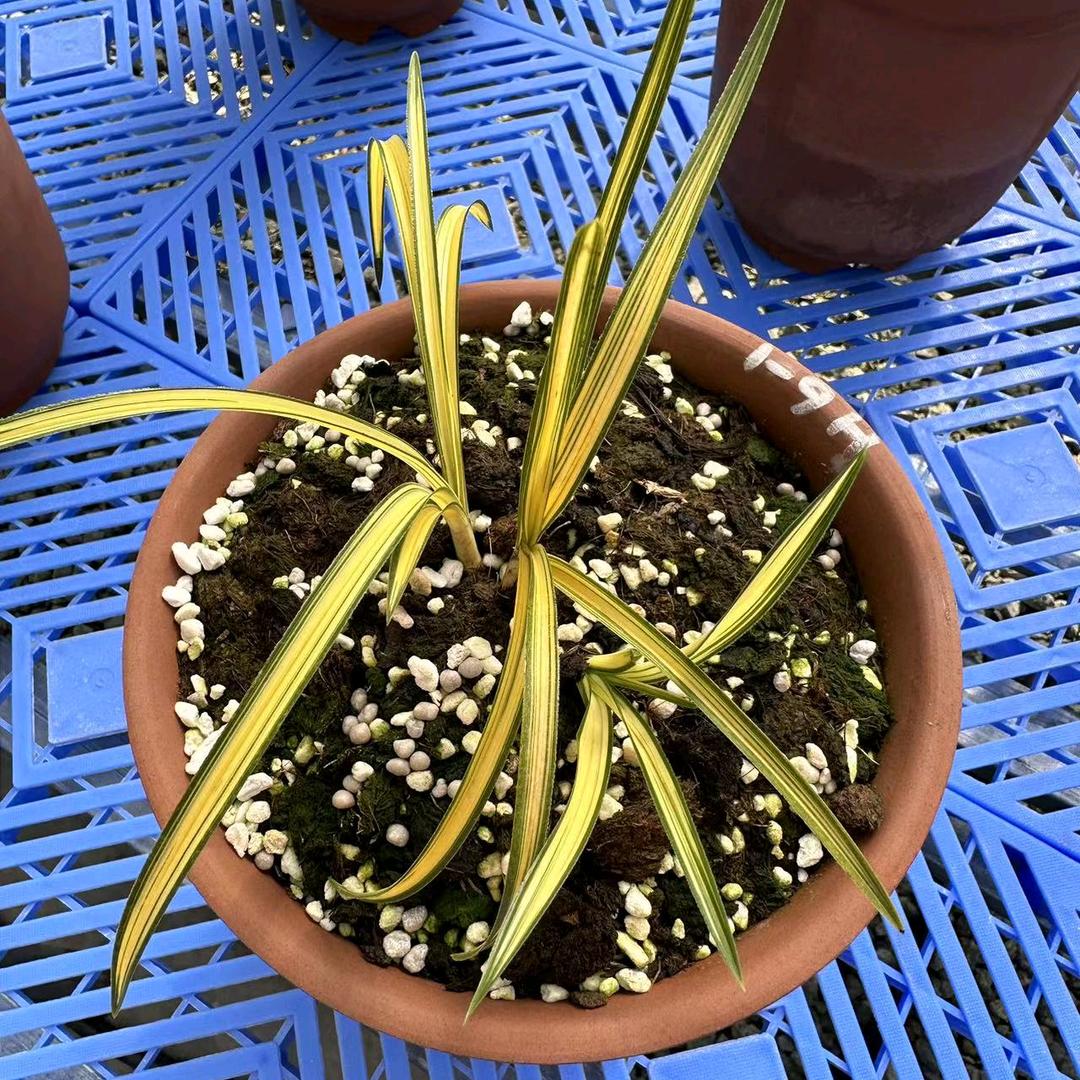 铭品艺草