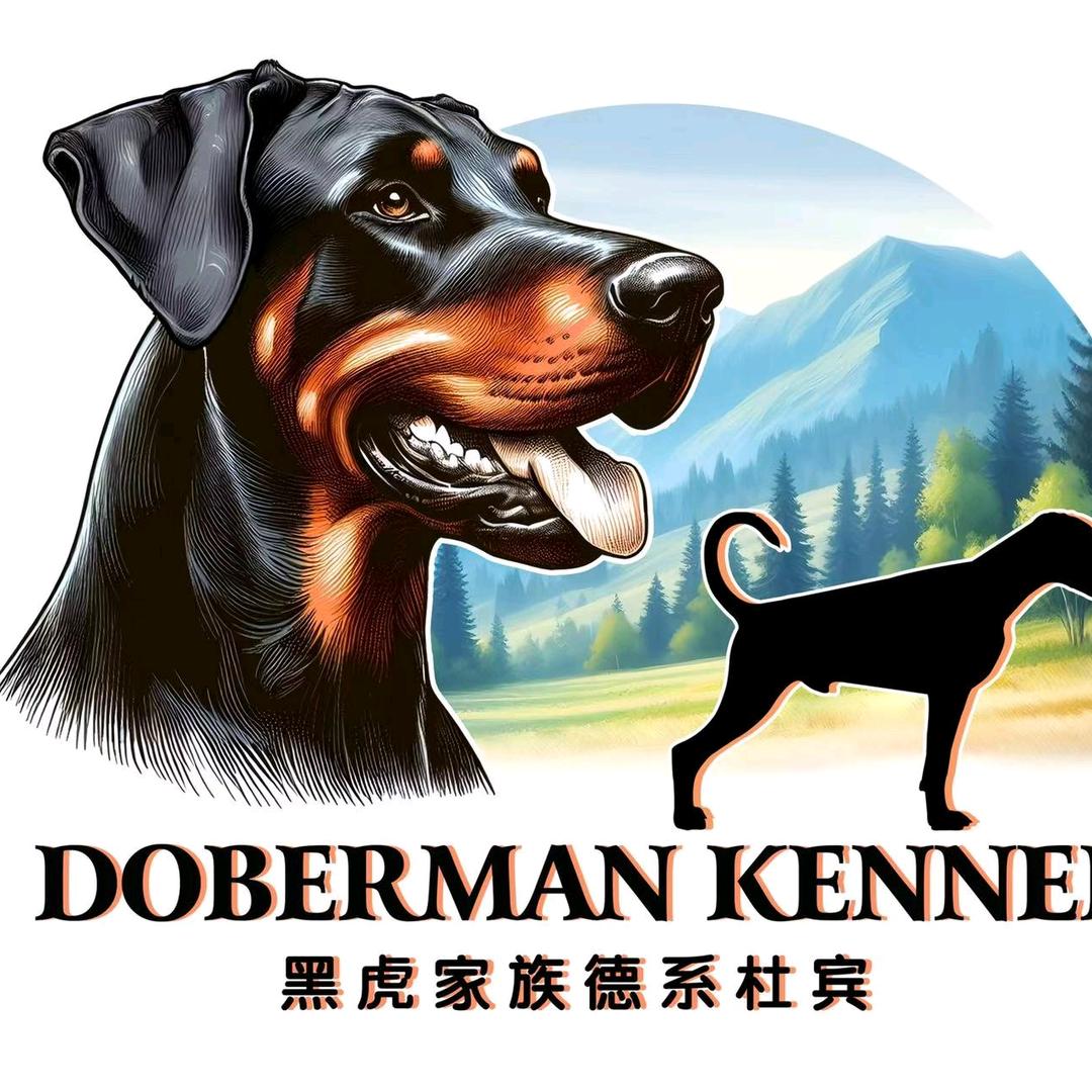 黑虎家族德系杜宾