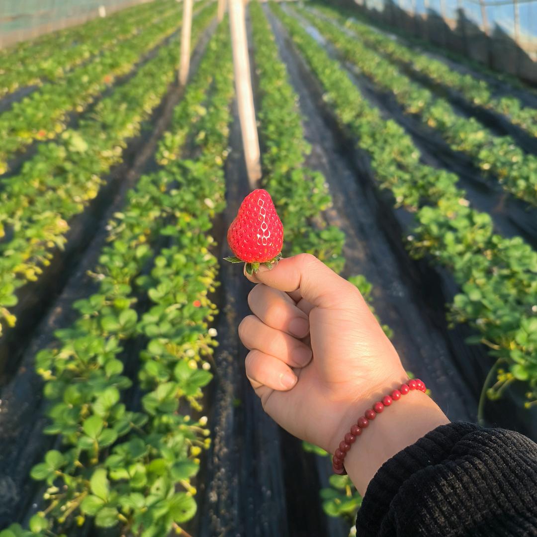大亿草莓