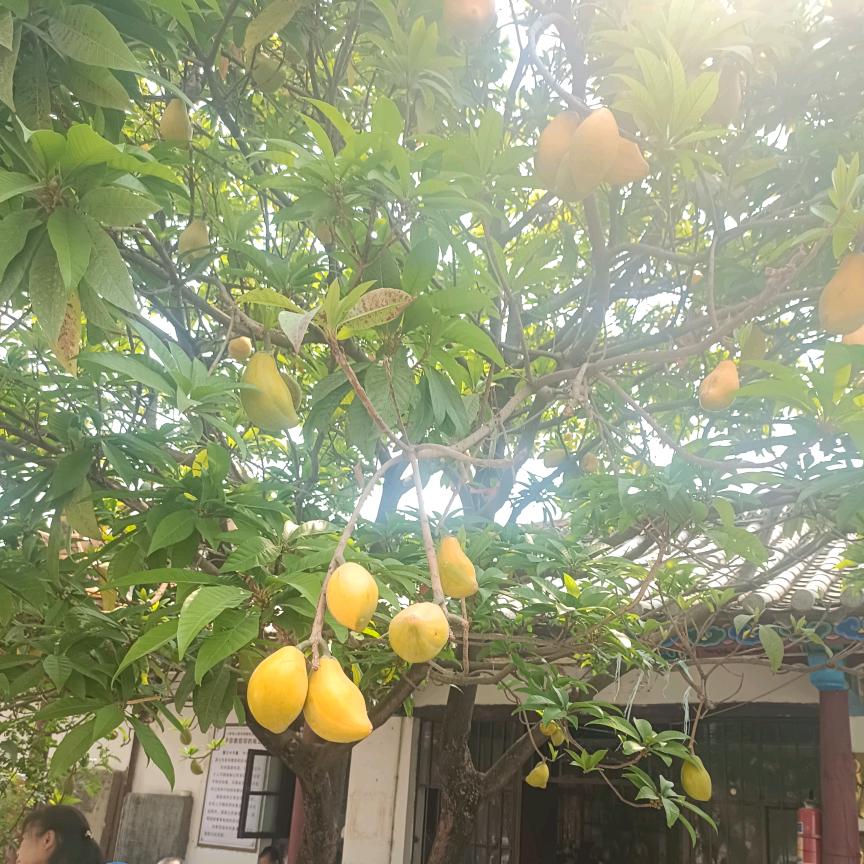 心田