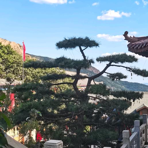 专业松树造型   小罗