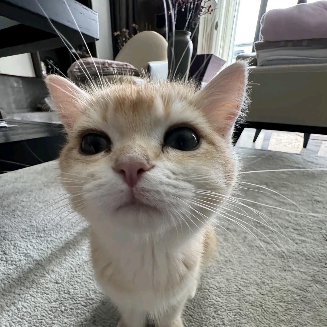 小姐姐