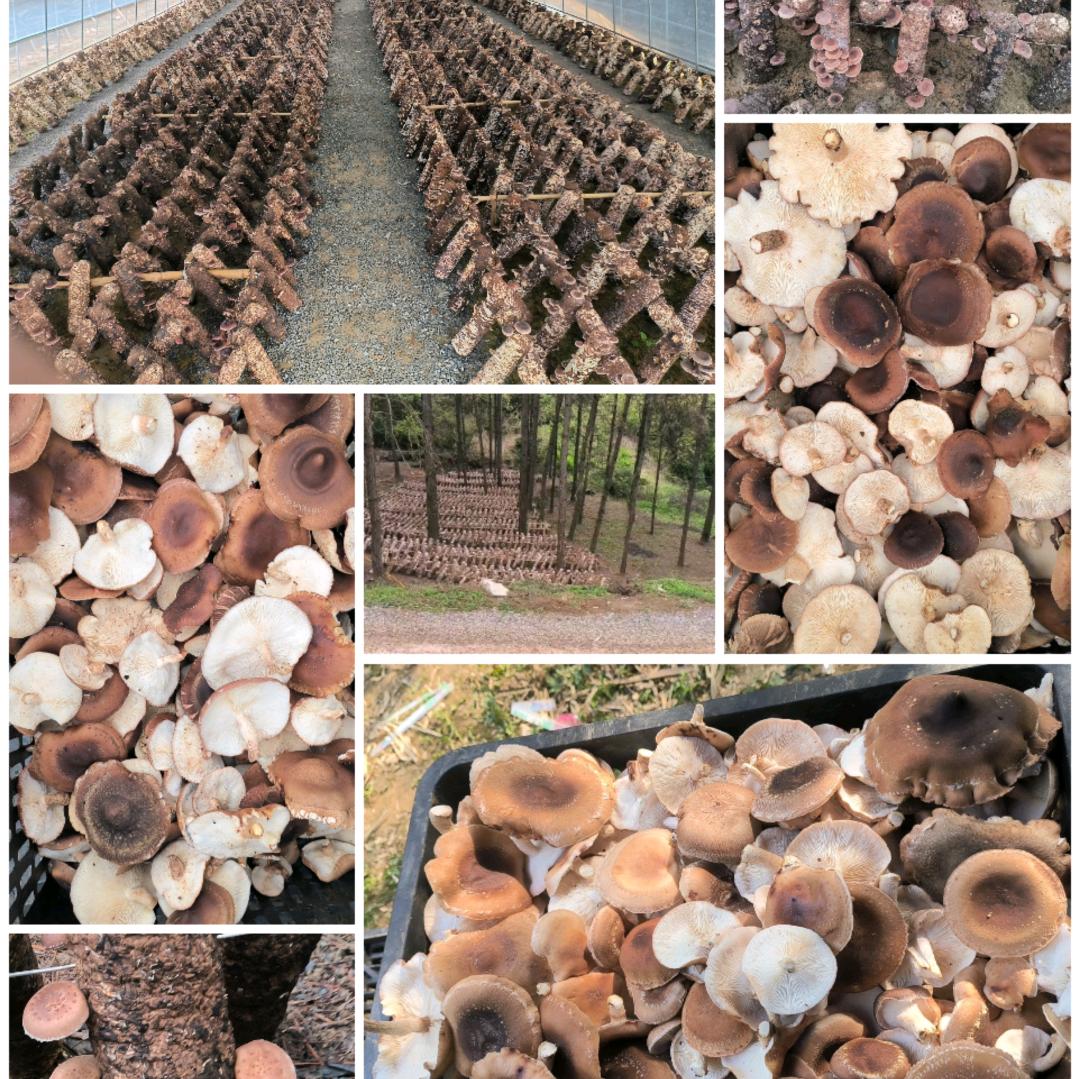 秦漠孤狼（qinchao）