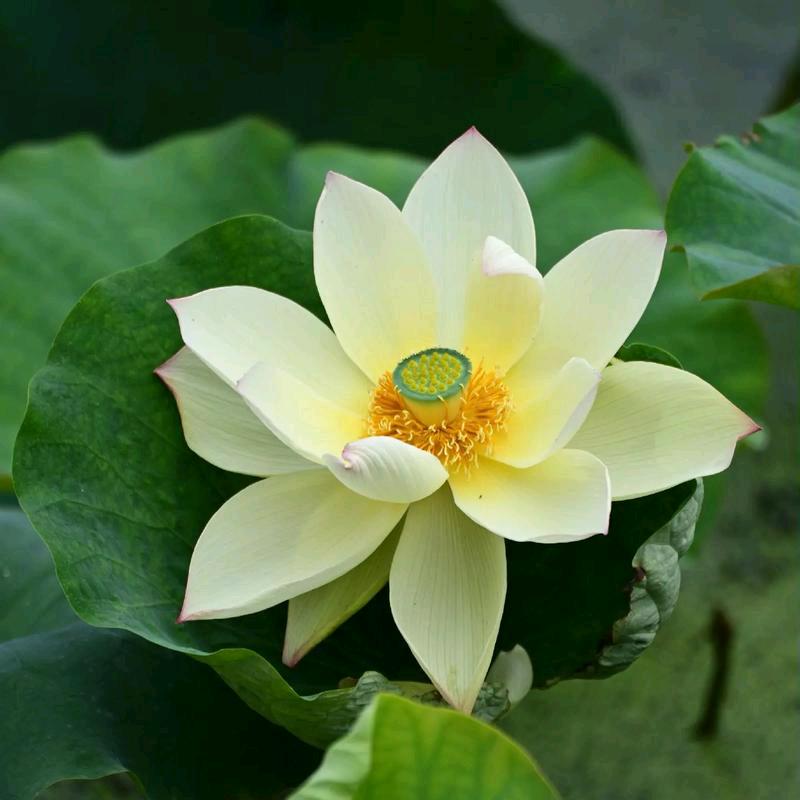 海棠听风😁😁😁