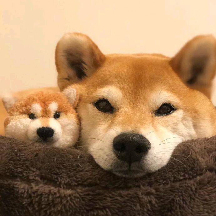 清懿