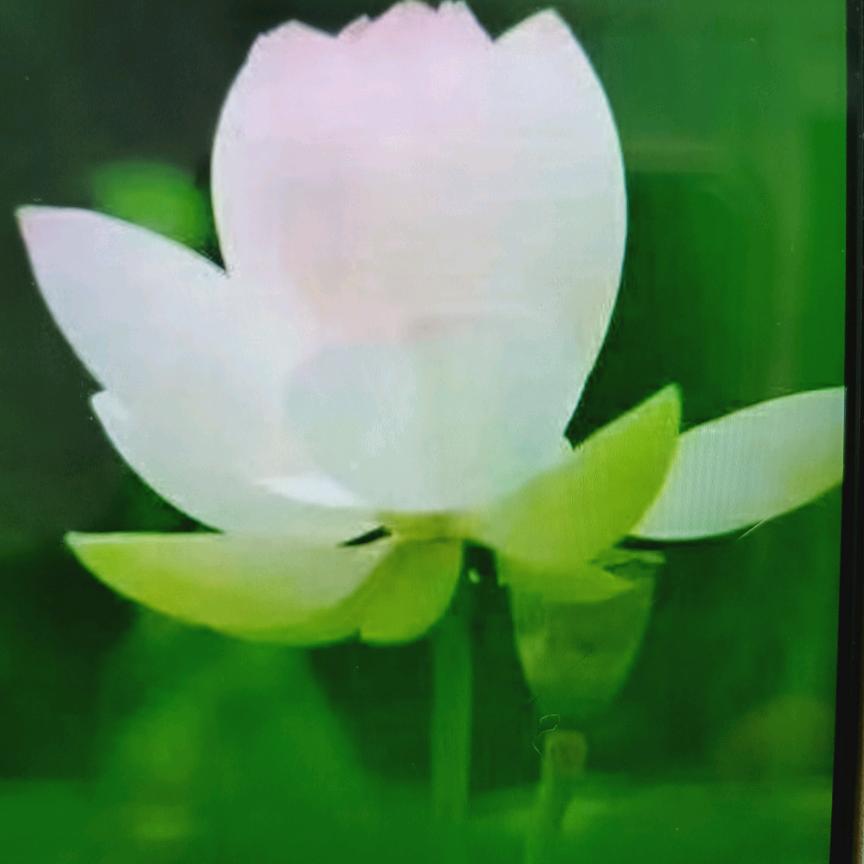清荷