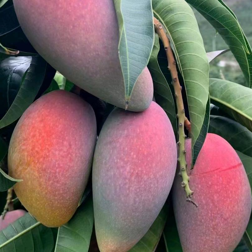 海南芒果，原产地直发