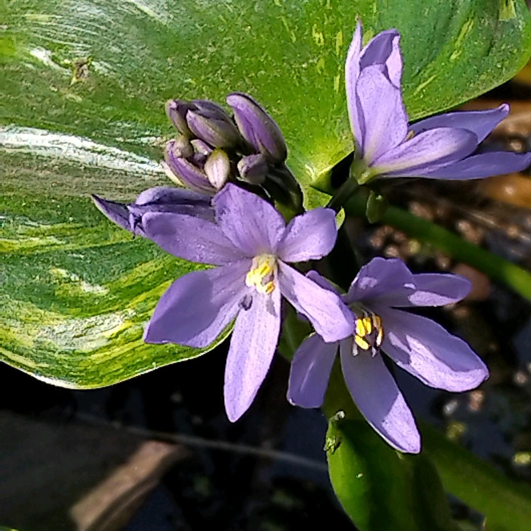 海里留束花