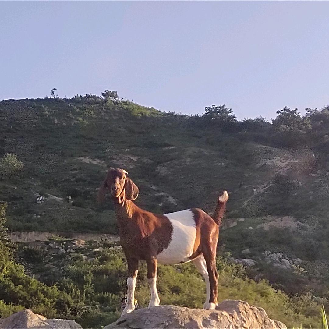 平安花🌸🔥🔥🔥