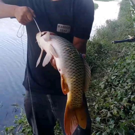 野（夜）钓～🎣