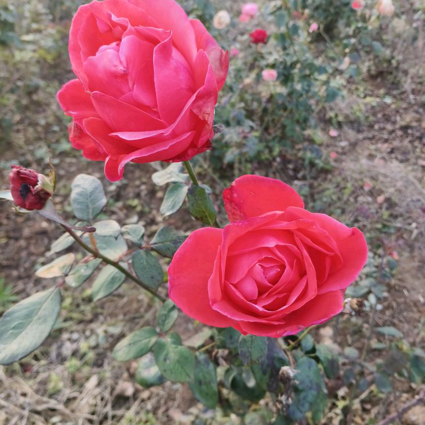 🌺仙人花，🌺玫瑰花