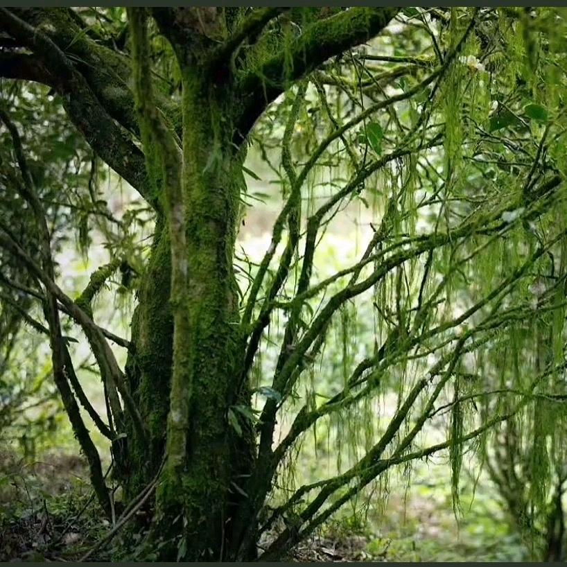 老枞世家专做批发