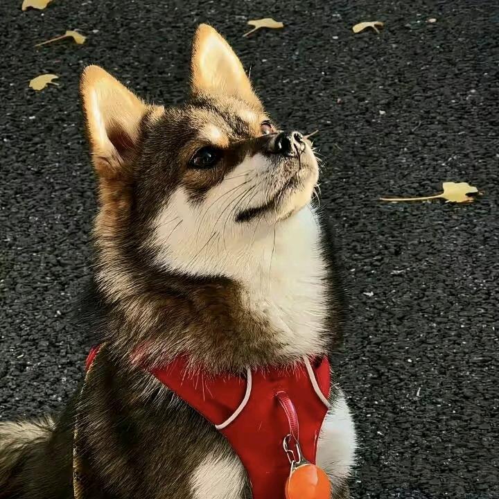 J.