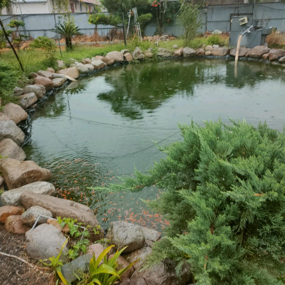 枸杞朋克