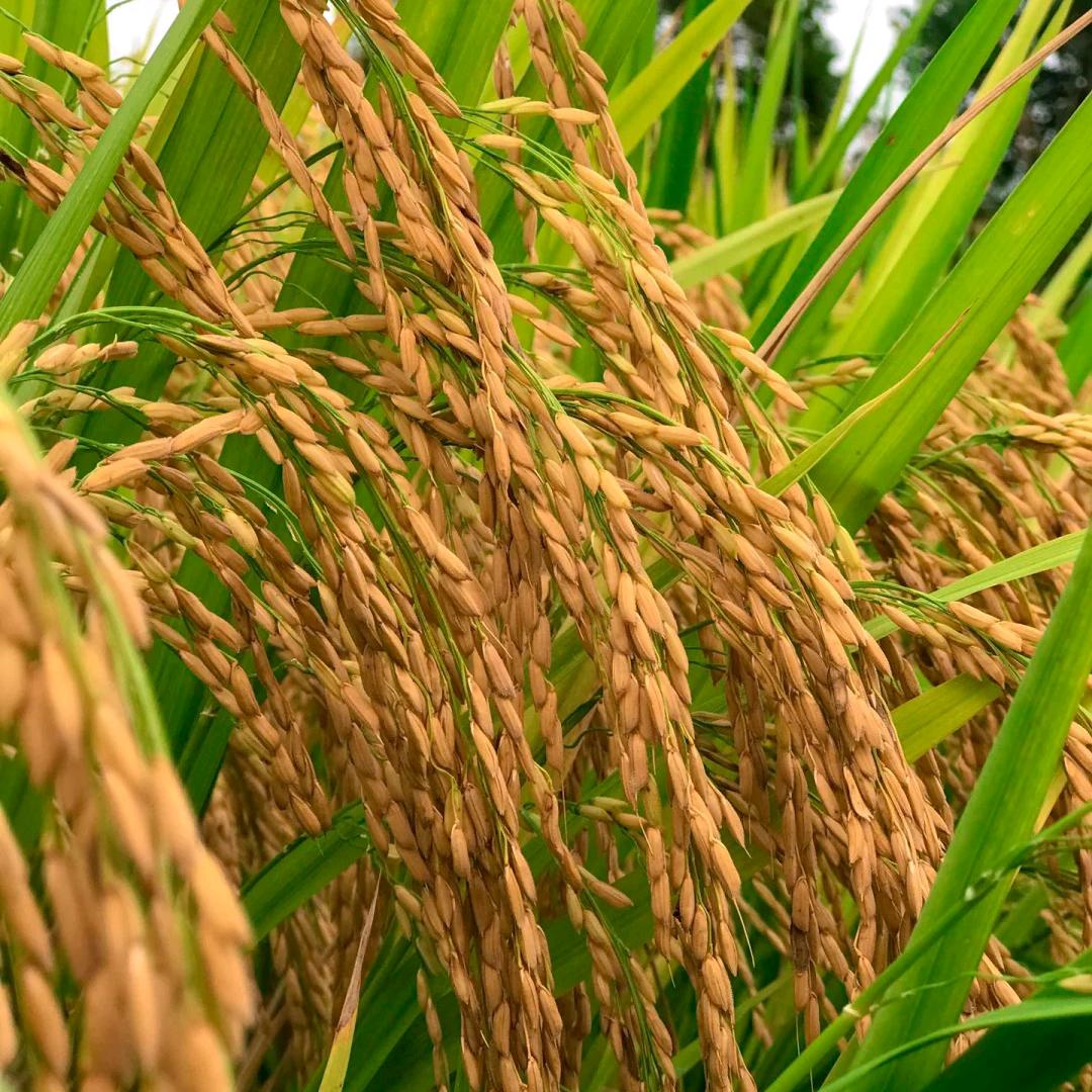 贵州农喜发（水稻种子臻选）