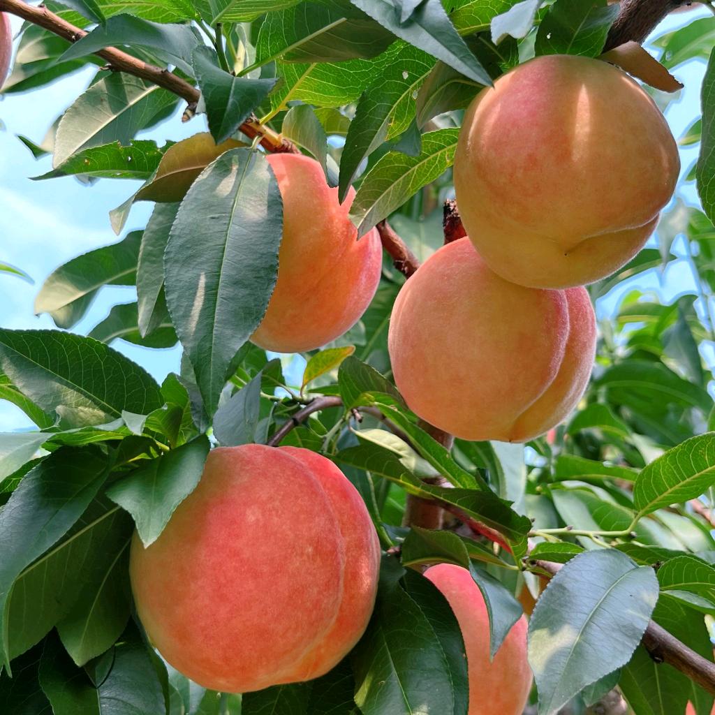 官邸优品鲜果甄选