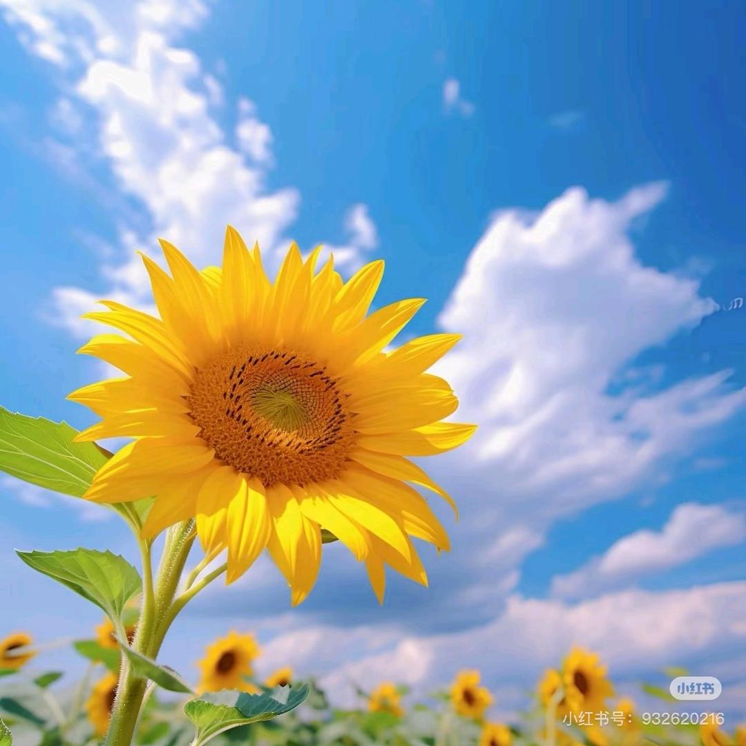 如你所愿(♡>𖥦<)/♥