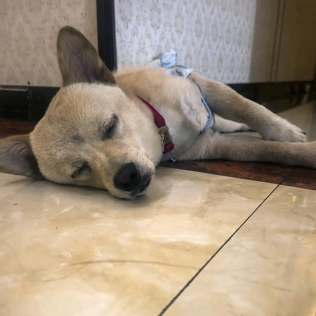 我来人间凑个数