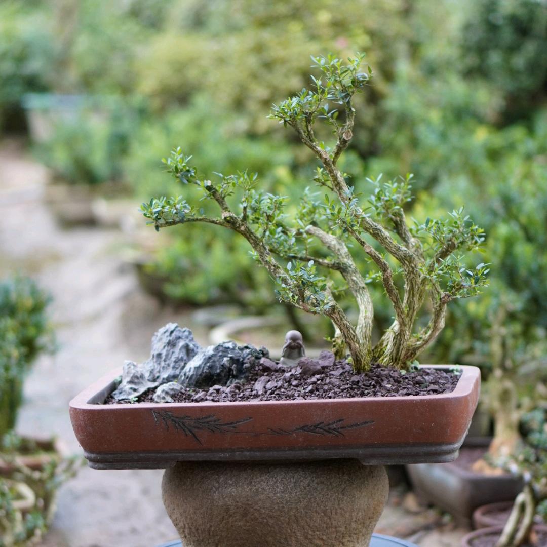 汀江黄杨万里扬1