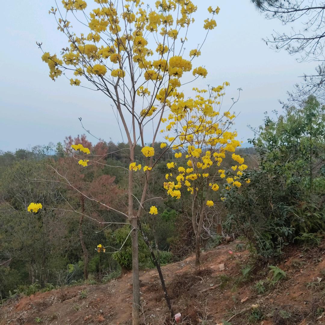 龙川县麻布岗李岭坪种养农业合作社