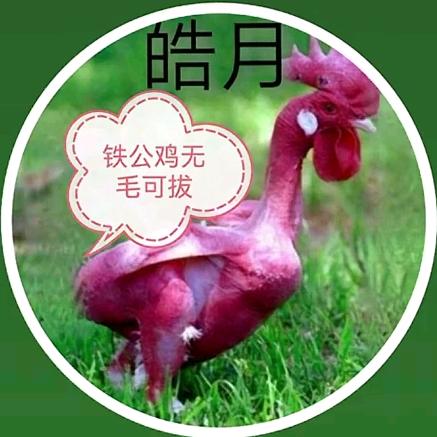 皓月（铁公鸡）