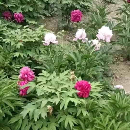 天天开心🌻🌻