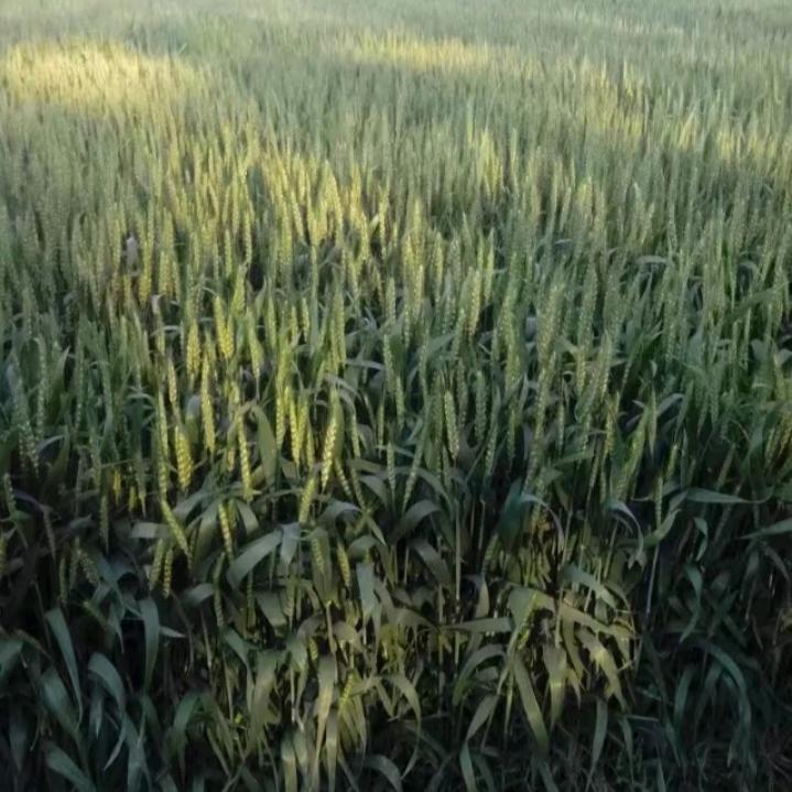 小丽
