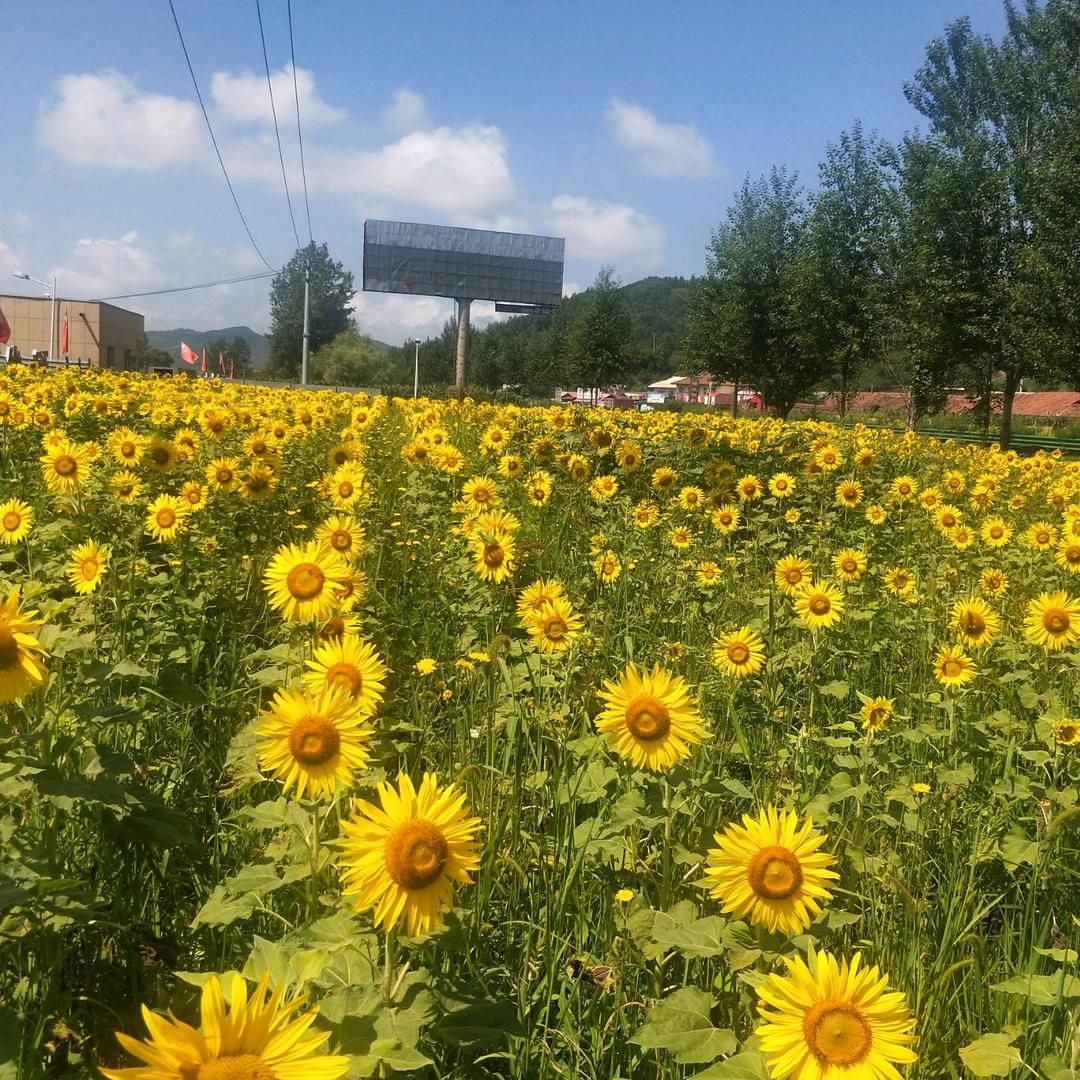 每一天都充满阳光😎