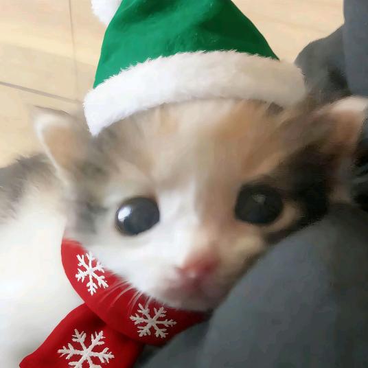 我不可爱还很坏ⁱˣᵖ