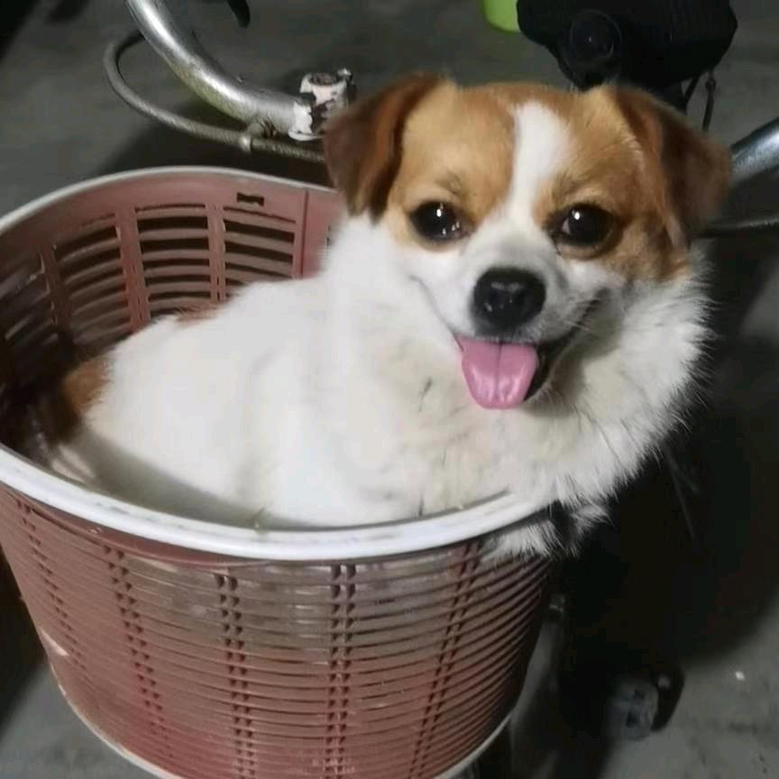 茜茜