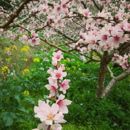九月菊花。
