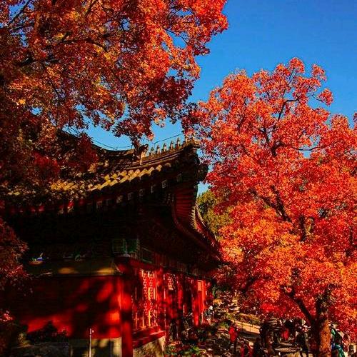 香山的红叶枫了