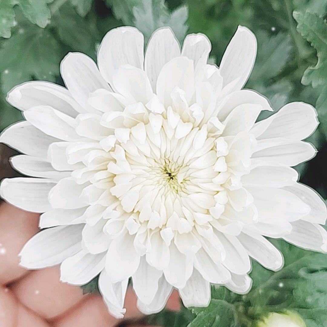 基地黄白菊种植销售