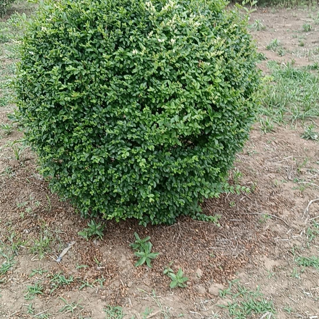 马到成功