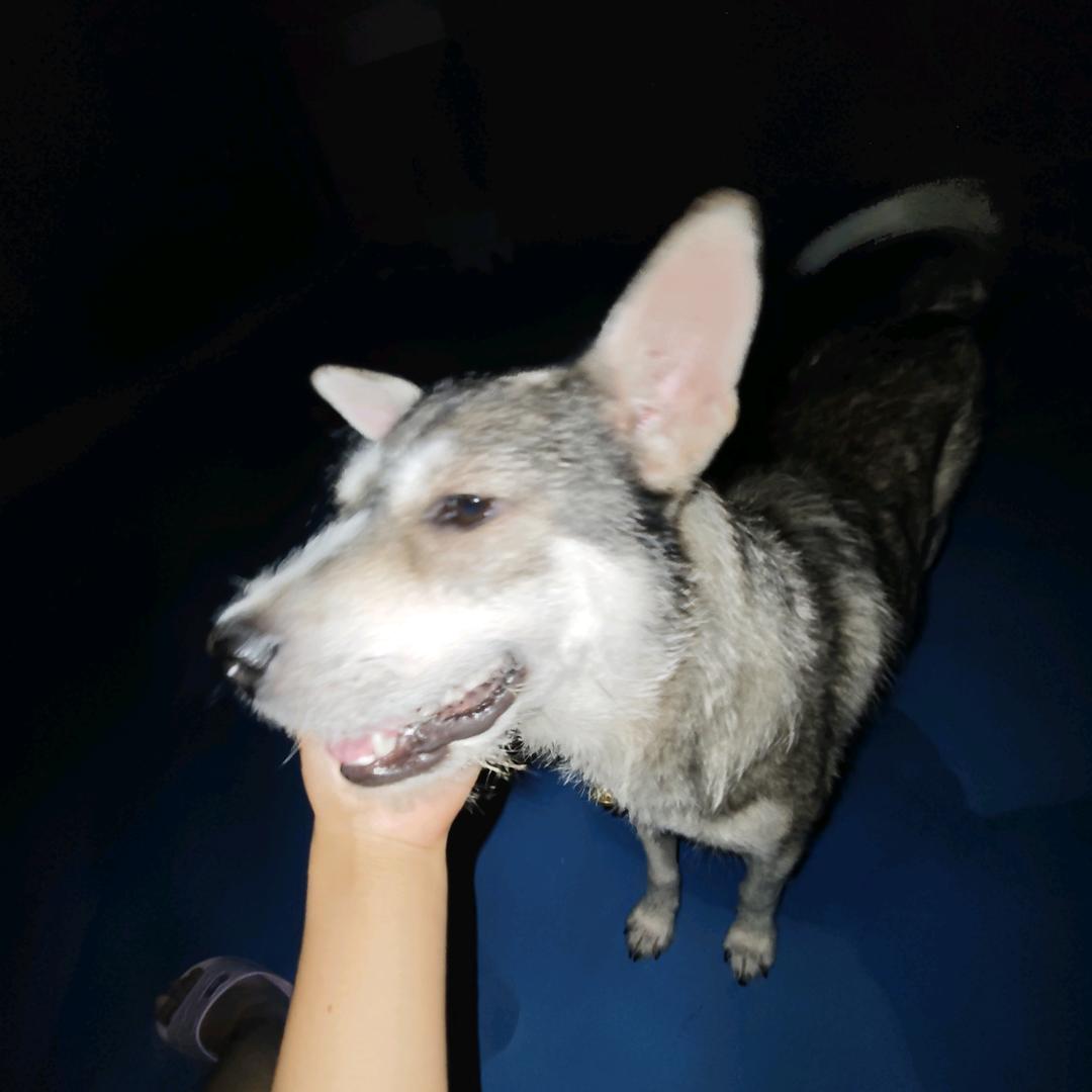 点都不臭的臭狗