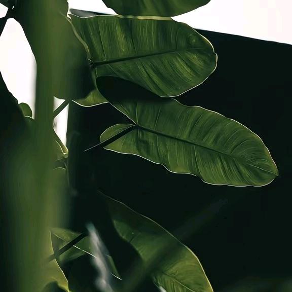 绿妍植物店