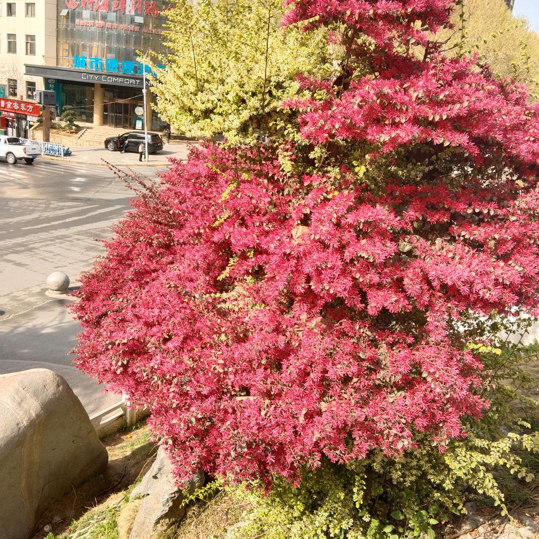 陈哥