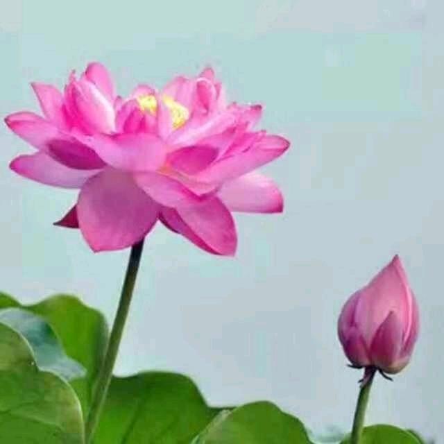 出水芙蓉