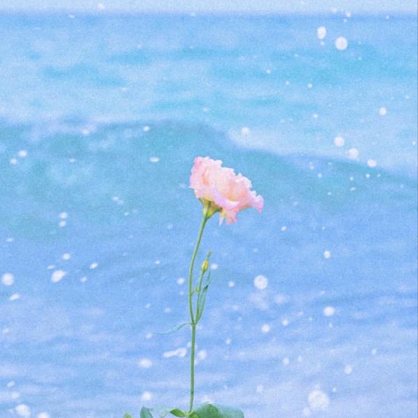 针织菇