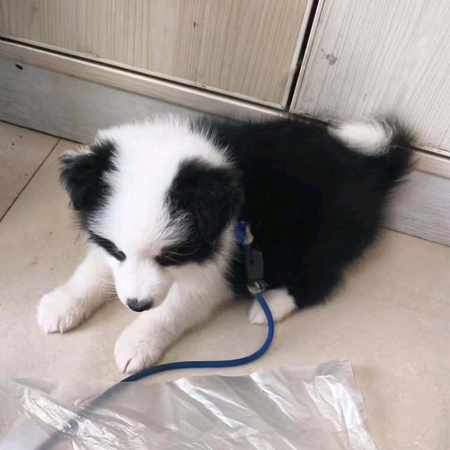 花花家的边牧犬舍