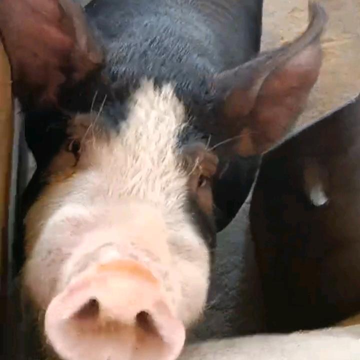 巴克夏瑞康种猪生猪繁育基地乔姐