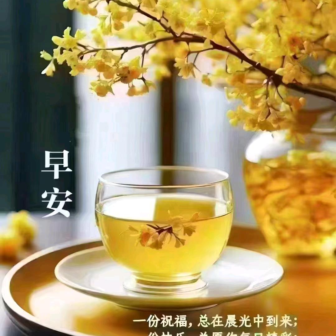 🌹情有独钟🌹